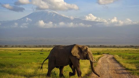 Amboselis, Kenija